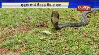 17-Feet Long King Cobra Rescued From Village In Odisha's Balasore | Kalinga TV