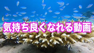 石垣島ダイビング｜海で気持ち良くなりませんか…？？｜ビーチライフ石垣島