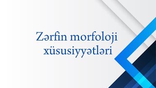 Zərfin morfoloji xüsusiyyətləri (2023-cü il test toplusundan)