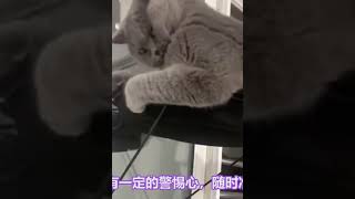 根据猫咪的睡觉位置，判断你们的关系，你家猫咪爱你吗 #005