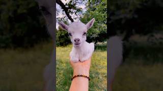 baby goat 😍|goat bleating #goat #viral #shortvideo #trending #shorts #youtube #funny