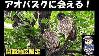 これを押さえればアオバズクに必ず会える！2023年度大阪・兵庫のアオバズク探鳥記録、うっちー探検発見ほっとけん、内山裕之、 野鳥観察