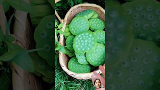 Lotus seeds#shorts#shorts feed #trending#song#youtube#shorts#viral#rita kamri vlogs...