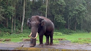 മൂന്നാറിനെ വിറപ്പിച്ച് വീണ്ടും പടയപ്പ