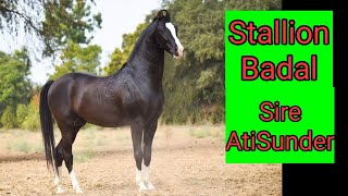 Marwari Stallion Badal | Badal Sire Famous Stallion Ati Sunder | Beautiful Marwari ghoda