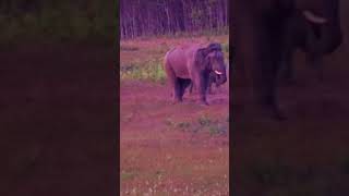 คิดถึงขาโหด ..!! พลายโยโย่ว #wildlife #เขาใหญ่ #news #nature #elephant #ช้างป่า