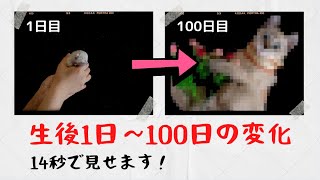 【パラパラ漫画で成長記録】生後1日の子猫って100日でどれだけ成長するの？