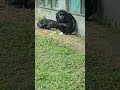 chimpanzee pan troglodytes taipei zoo