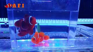 Imported Nemo Fish - Imported Maroon Clown  #marinefish #saltwateraquariums #saltwaterfishtank