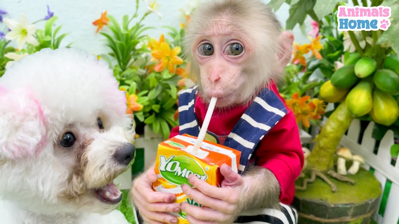 BiBi Monkey Has Fun Plays With Puppy Amee - YouTube