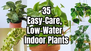 35 Easy-Care Indoor Plants With Low Watering Needs | Houseplants That Require Minimal Watering!