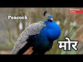 5 birds with name by kids tuitor | Birds name kids | birds name in English