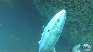 Spearfishing Killshot on Yellowtail Kingfish