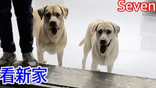 拉布拉多seven老四💕2024-9-24💕Labrador  seven💕#sevengers 老四小迷糊 queen 愛賽文一家 #拉布拉多 💕