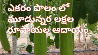 Botte Gourd Farming ||Bottle Gourd Cultivation||సొరకాయ సాగువిధానం ||సొరకాయ