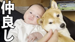 赤ちゃん妹が可愛くて仕方がない柴犬の愛に癒されました