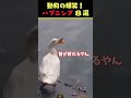 snsで7.8億回バズった動物ハプニング動画8選！8animal happenings videos that got 780 million buzz on sns shorts 犬 猫 動物