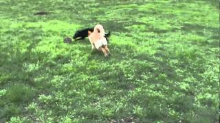 Mudi puppies Luke and Ravasz wrestling in the yard