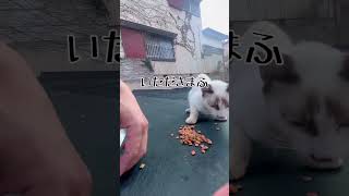 可愛い猫のみかんちゃんに猫パンチくらう#shorts#猫