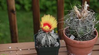 Astrophytum capricorne cactus in bloom August 2021