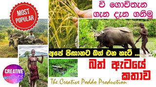 මඩ ගොවිතැන (වී ගොවිතැන) ගැන නිවැරදිව ඉගෙන ගනිමු   | Paddy Farming