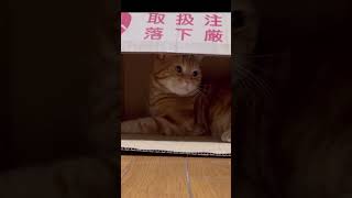 ダンボールが大好きな猫