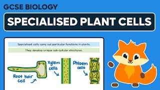 Specialised Plant Cells - GCSE Biology