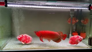 Aggressive Red Arowana with 3 Oscar Fishes | Arowana Tank Mates