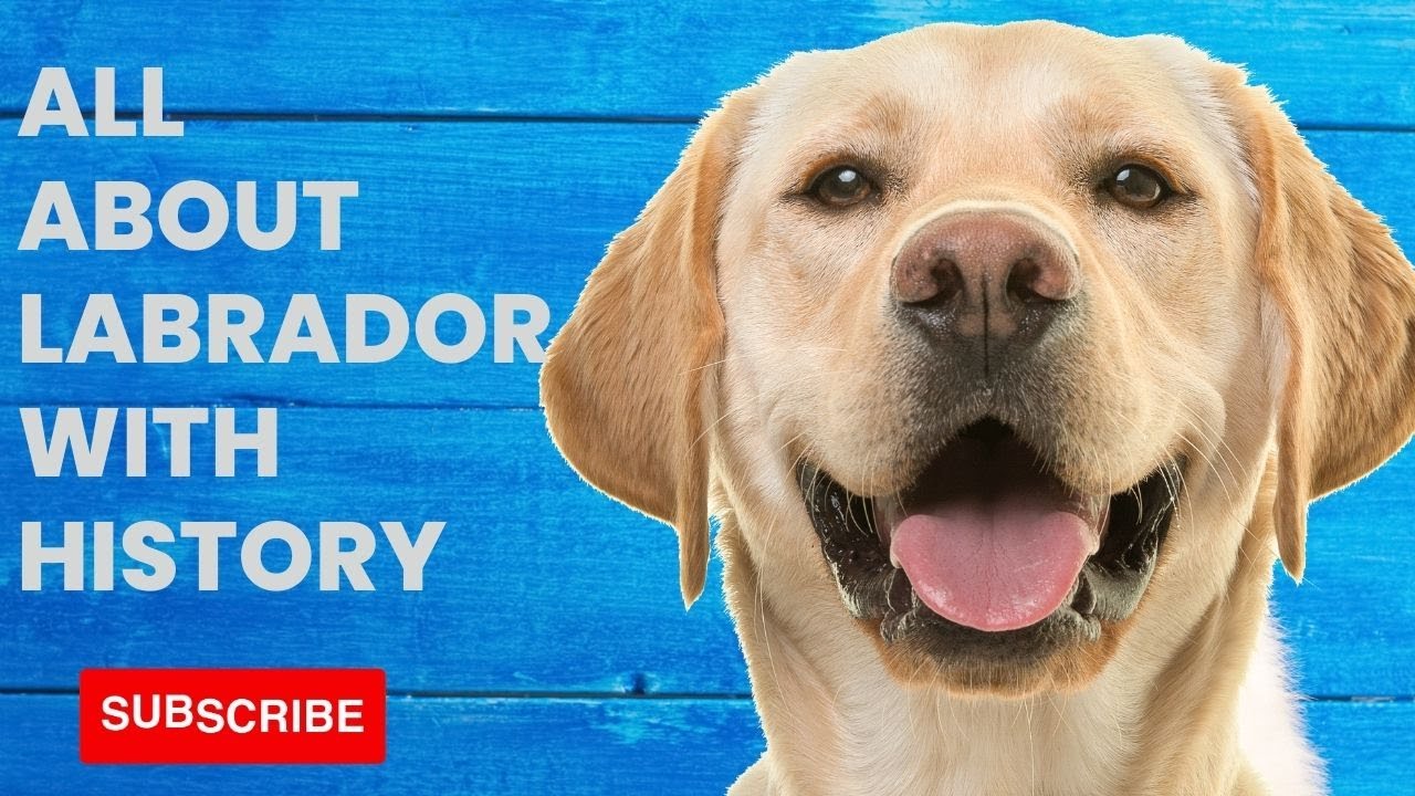 All About Labrador Retriever Dog With History - YouTube