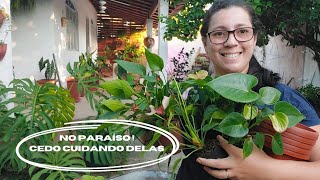 ESTÁ PARECENDO QUE OUTONO CHEGOU PLANTEI ANTÚRIOS E COLOQUEI PLANTA TREPADEIRAS EM ÁRVORES 🌳