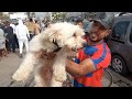 سوق القريعة للكلاب الحراسة و الصيد بيرجي البوينتر روت وايلر بيتبول امريكان مالينوا dog malinois