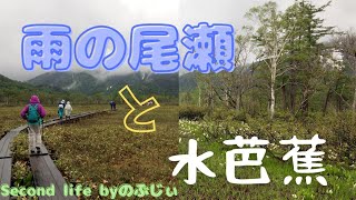 【尾瀬と水芭蕉】雨の中の尾瀬もまた尾瀬らしい風景になる事を体験する事が出来ました思い出に残る尾瀬の旅でした。我が人生でもう一度訪れたい場所の一つです。