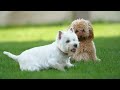 12 hours of dog calming music for dogs🎵🐶anti separation anxiety relief🐶💖deep sleep music