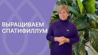 Еще раз о спатифиллуме! Главные секреты выращивания