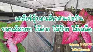 EP.55 เคลียร์ตู้บอนสีราคาแบ่งปัน ไม้ด่าง ไม้ป้าย ไม้เมล็ด สวนบอนสีบีพีเมืองปทุม