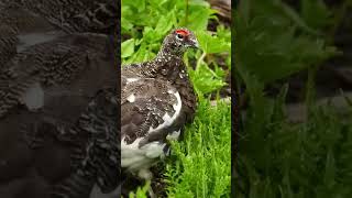 ライチョウ 雷鳥