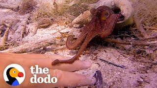 Tiny Octopus Befriends Diver Who Visits Him Everyday | The Dodo