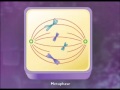 mitosis cytokinesis