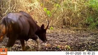 សត្វខ្ទីង - Bos gaurus (Gaur)