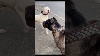 Cane Corso vs Dogo Argentino – The Ultimate Guard Dog Battle!