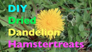 DIY: How to make dried dandelion treats