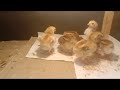 DOC Ayam kampung sehat-sehat dan lincah...#berternak #ayam#chicken #pejantan #betina #pakan#chicks