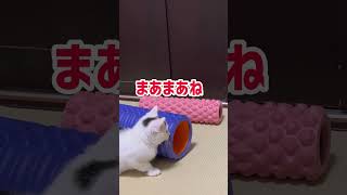 【小ネタ】ミルクの大ジャンプ、結果やいかに＃shorts#cat #保護猫 #ねこ