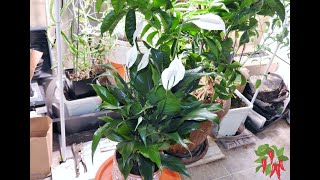 How To Care for a Peace Lily Indoors