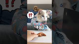 不听话的小猫咪也被治得服服帖帖 #萌宠#猫爪#吸猫 @抖音小助手@抖音星探家 #shorts