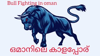 Bullfighting in Oman  ഒമാനിലെ കാളപ്പോര് Muscat/ Oman