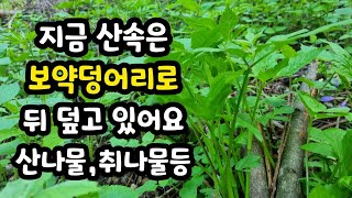 요즘 산속은 보약 덩어리~취나물과 참나물 오가피순