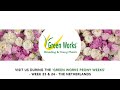 watch the current crop of the green works peony fields