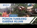 Puluhan Pohon Tumbang di Kota Cirebon akibat Hujan Deras Disertai Angin Kencang