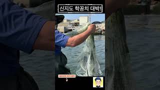 신지도! 던지면 맛있는 학꽁치가 수십마리!